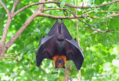 蝙蝠出現|蝙蝠資訊站 Bats information about Taiwan